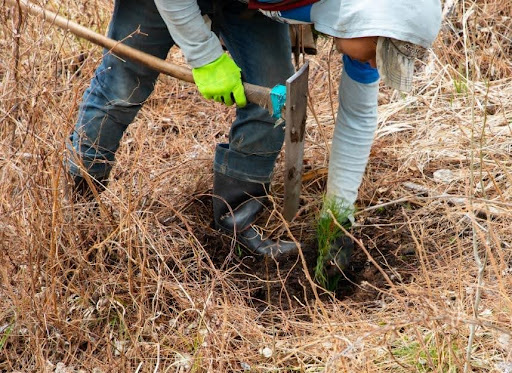 Photo of a person planting a seedling.