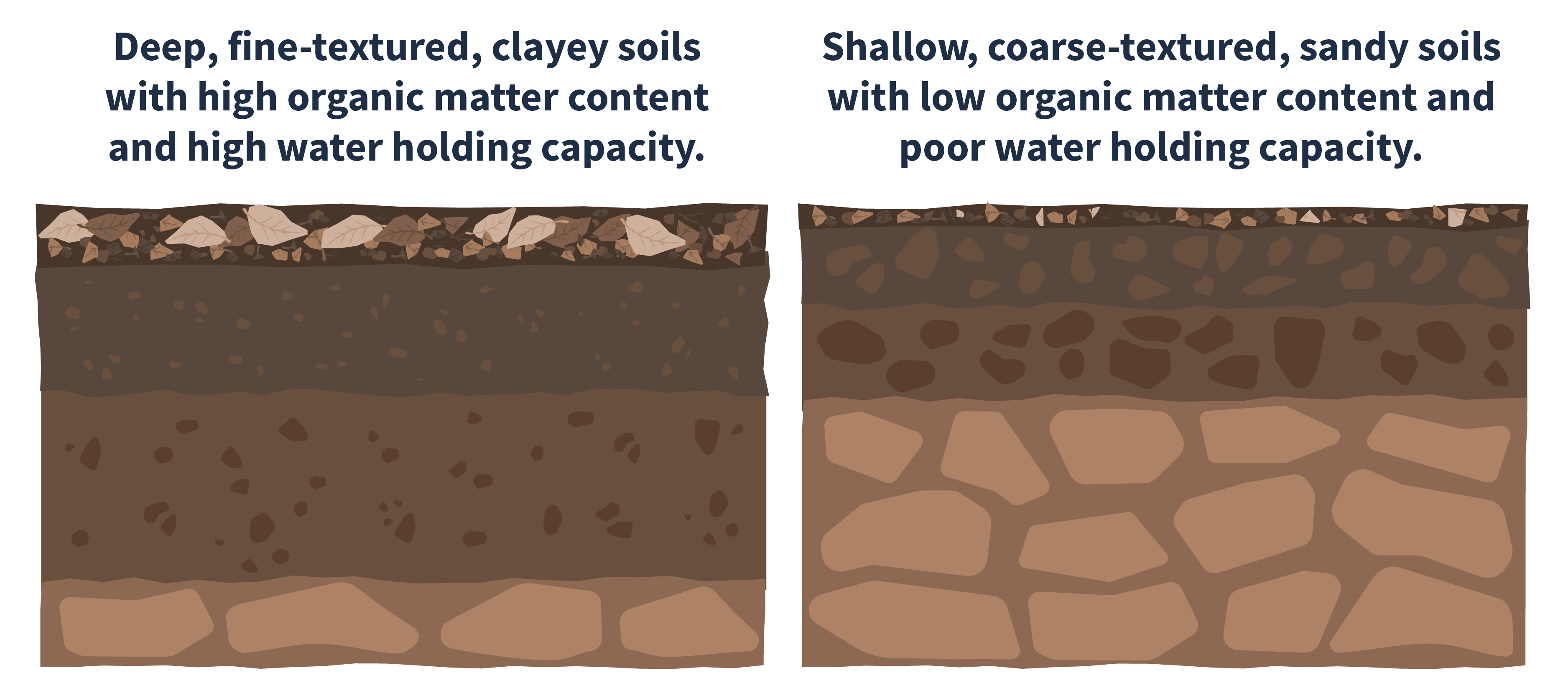 Illustration of two different types of soils. On the left side is an illustration of deep, fine-textured, clayey soils with high organic matter content and high water holding capacity. On the right side is an illustration of shallow, coarse-textured, sandy soils with low organic matter content and poor water holding capacity.