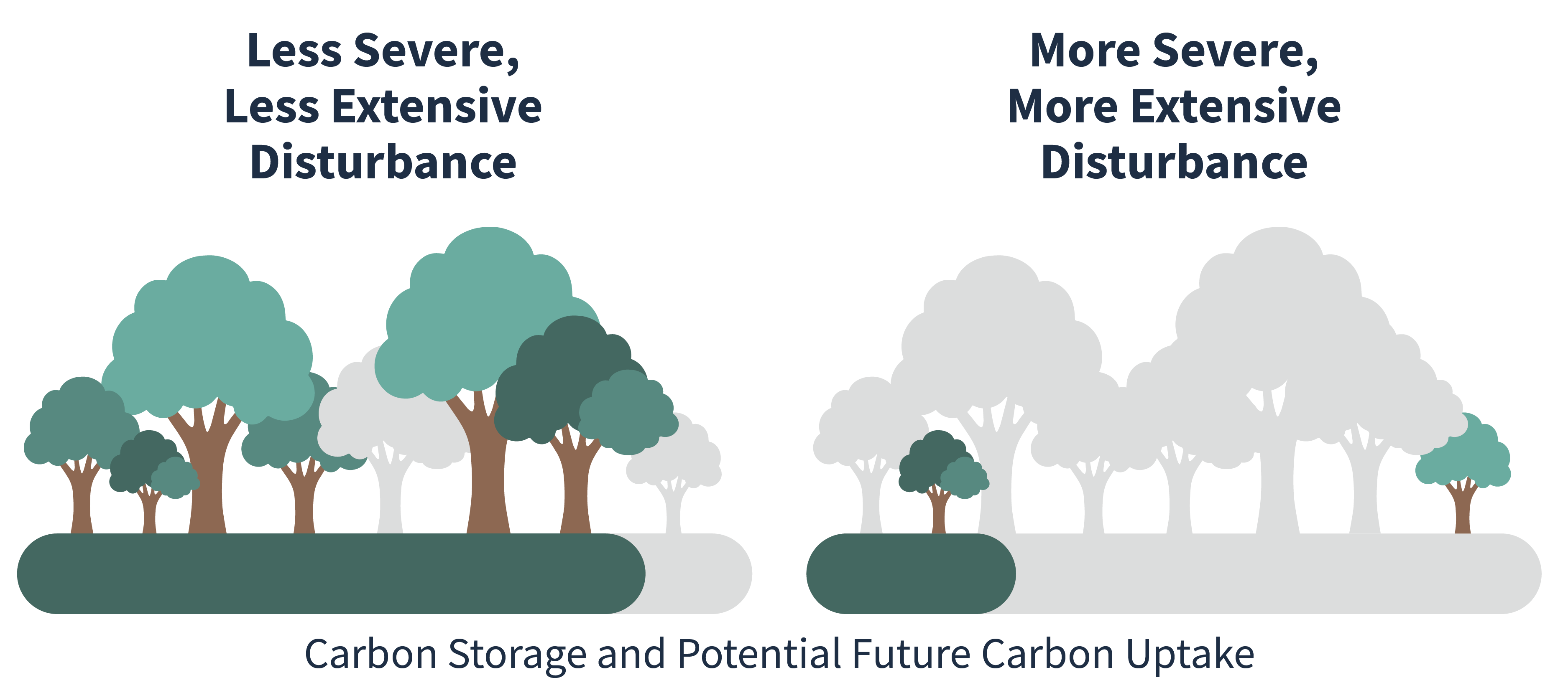 Illustrated comparison of less severe, less extensive disturbance on the left side and more severe, more extensive disturbance on the right side. The less severe and extensive disturbance has a bar graph and trees shaded to indicate more carbon storage and potential future carbon uptake. The more severe and extensive disturbance has a bar that is shaded to indicate that carbon storage and potential future carbon uptake is less.