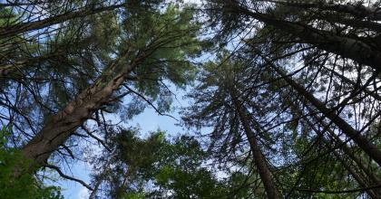 a canopy of conifer trees