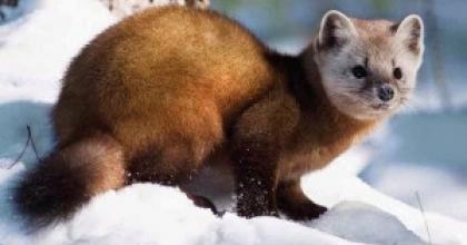 American marten