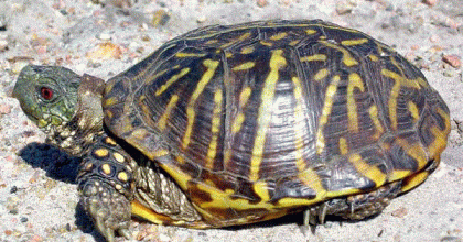 A box turtle