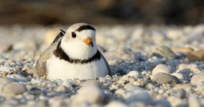 piping plover