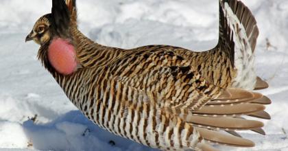 A greater prairie chicken. 