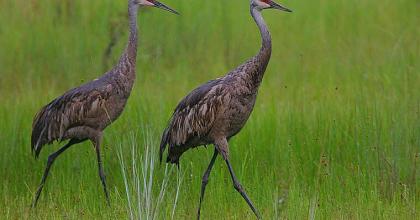Sandhill crane