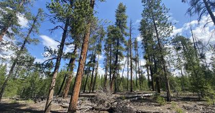 Lodgepole Pine Forest 