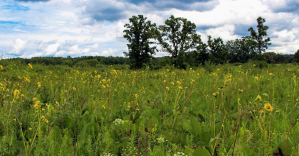 Field on the Kettle Moraine Low Prairie SNA