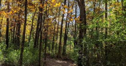 Forest on the Kettle Moraine Low Prairie SNA