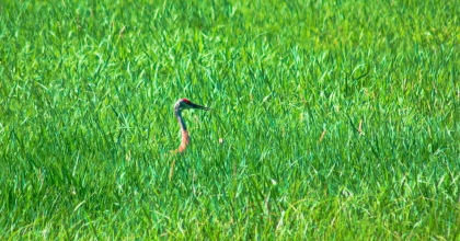 Bird on the Scuppernong Prairie SNA