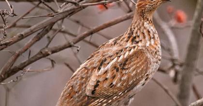 Ruffed grouse