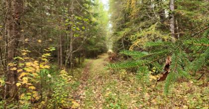 Pictured is a logging road and forests that have been harvested in the last 20 years near Rangeley, Maine.