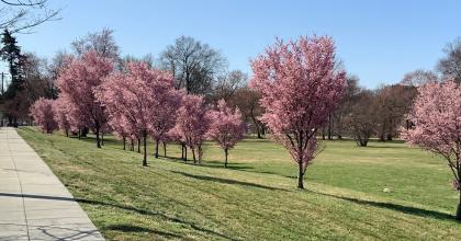 Cherry Blossoms in Oxon Run Park.
