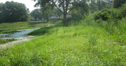 native plant-dominated detention basin
