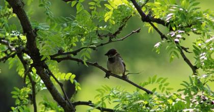 Bird in tree 