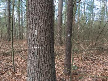 A few trees in a forest that have been marked with paint to facilitate remeasurement