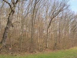 Typical stand of saw log size white oak in southeastern Ohio; photo by Richard Widmann, U.S. Forest Service