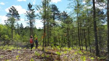 A example of pine forests within the Greenwood project area. Photo credit: Michelle Davalos, US Forest Service