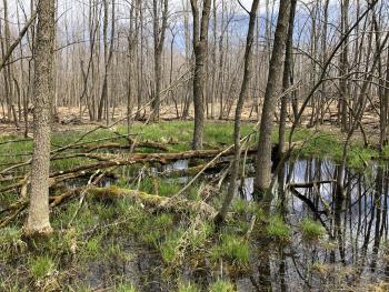 Ephemeral ponds (photo: Josh Sulman)