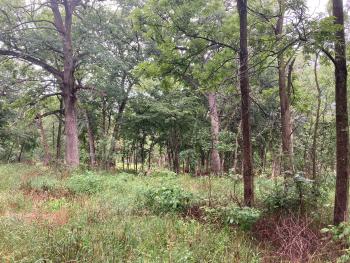 Example of former oak savanna that has been degraded due to woody encroachment