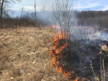 Prescribed fire in a fen