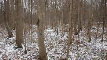 Ash stand with different paint colors to indicate different years of EAB treatment. 