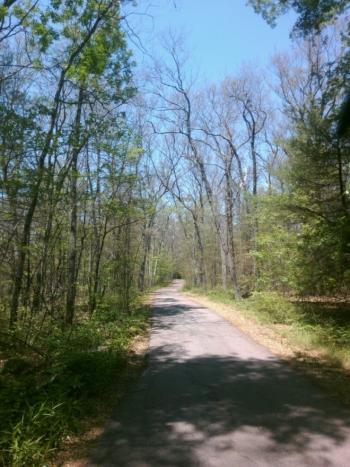 forest road