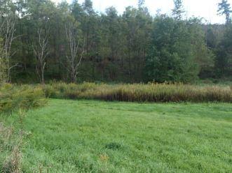 Transition from grassland to forest habitat
