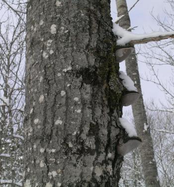 DSC_0058.JPG