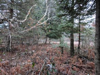 Mixed pines and northern hardwoods