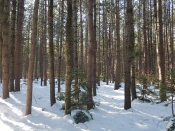 red pine plantation