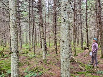 Spruce-fir forest stand