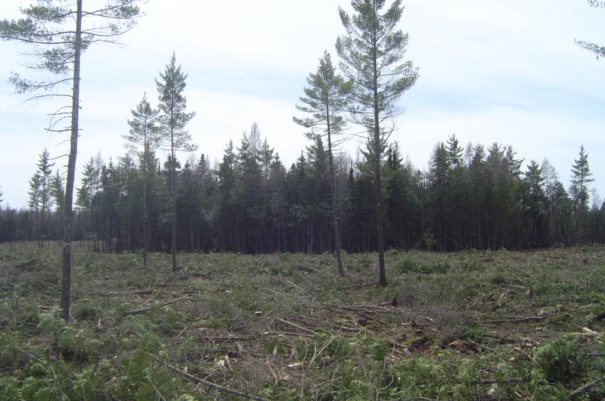 A lowland conifer stand after harvest, with white pine leave trees and a reserve island. 