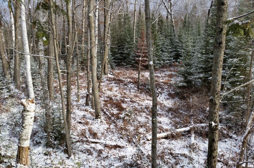snow-covered forest with aspen, birch, and fir