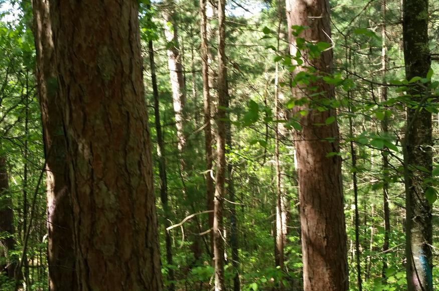A red pine stand in the Greenwood project. Photo credit: Michelle Davalos, US Forest Service