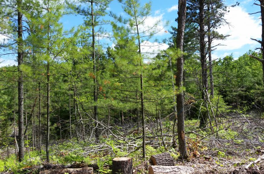 Pine regeneration in the Greenwood project area. Photo credit: Michelle Davalos, US Forest Service