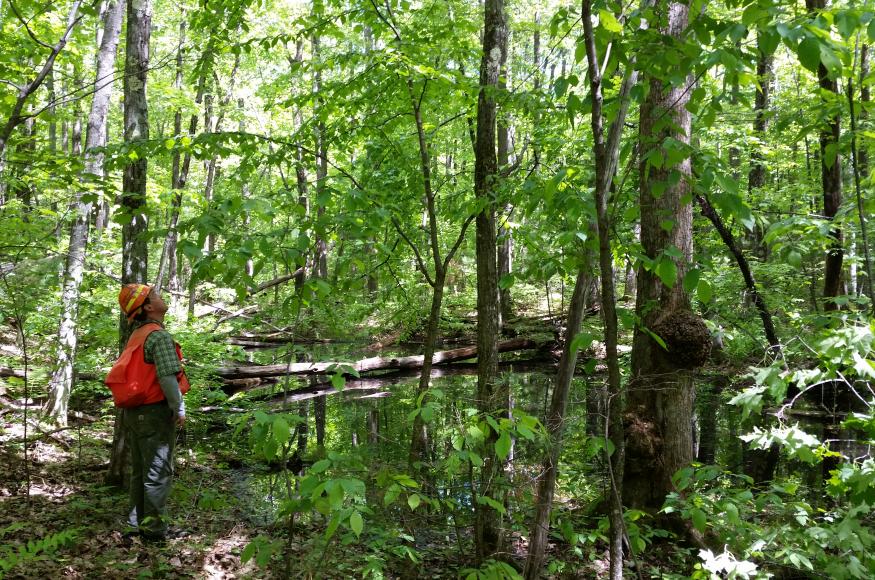 A Forest Service silviculturist examining a hardwoods stand and vernal pool in the Greenwood project area. Photo credit: Michelle Davalos, US Forest Service