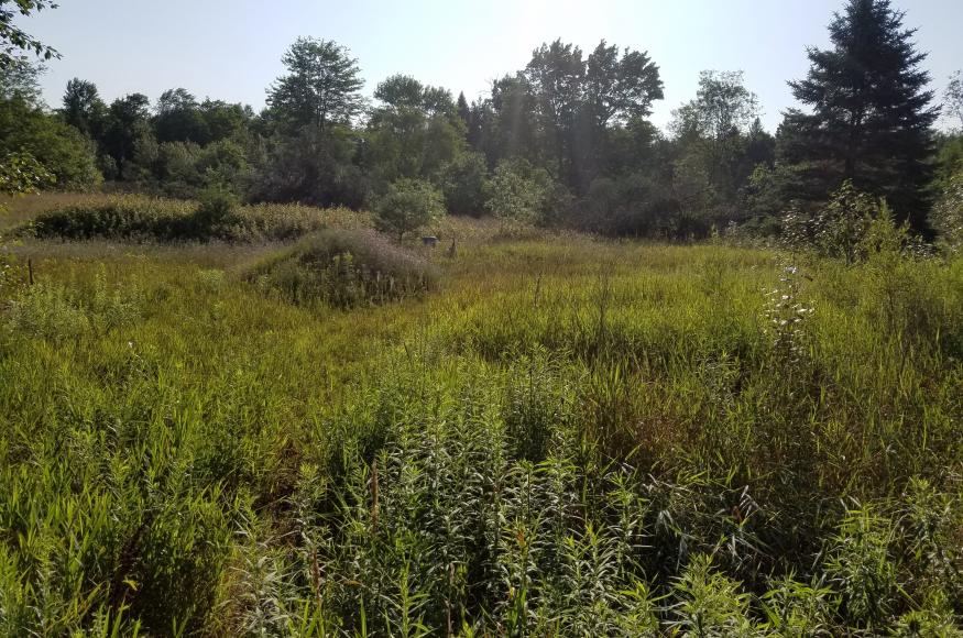 shrubby field with conifers and hardwoods in the background
