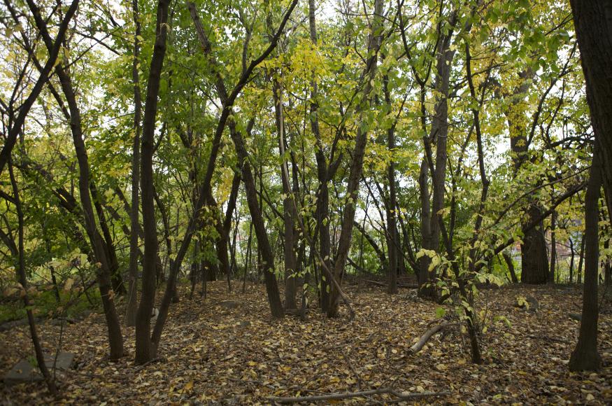 A Lack of Mowing Can Create Woodlands.