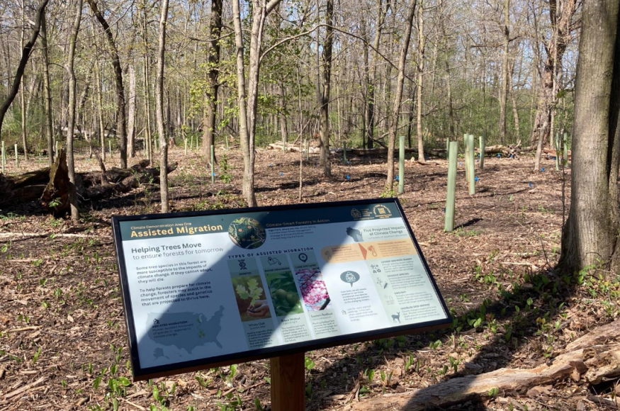 Panel in the woods with text explaining the site