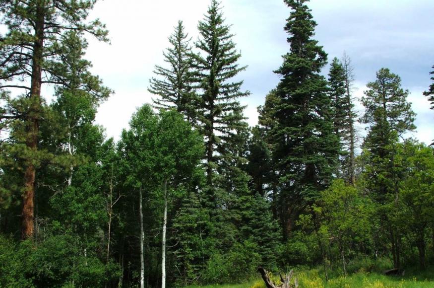 Research partners are working together to investigate the effectiveness of different silvicultural treatments at the San Juan National Forest.  ​​Photo Credit: Mike Battaglia, USDA Forest Service, Rocky Mountain Research Station 