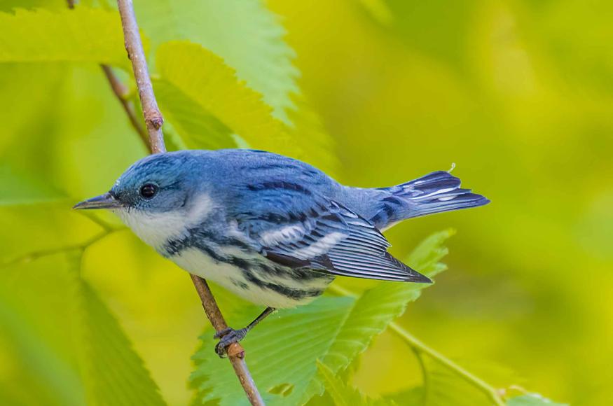 Blue bird on branch in green tree