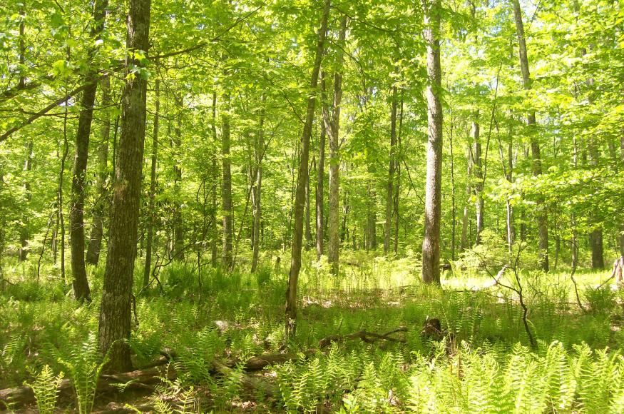 trees in a forest