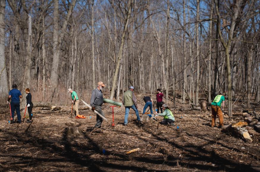 People planting trees in the woods