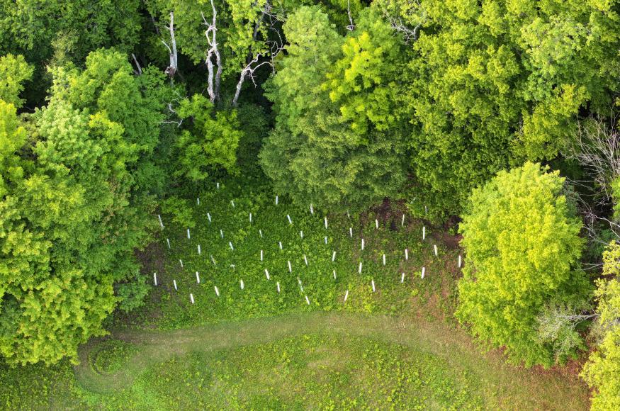 Tree seedlings planted in a canopy gap