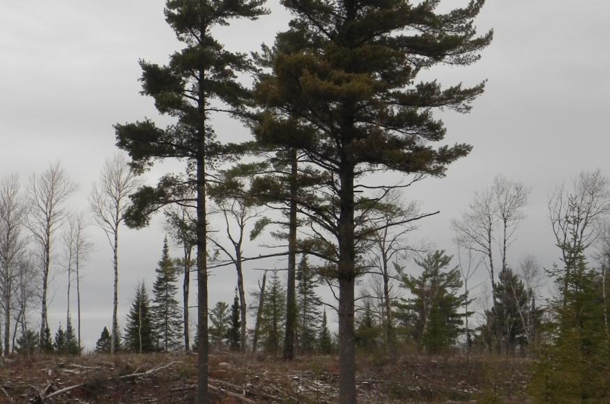 White pine seed trees at a project site in northeastern Minnesota. 