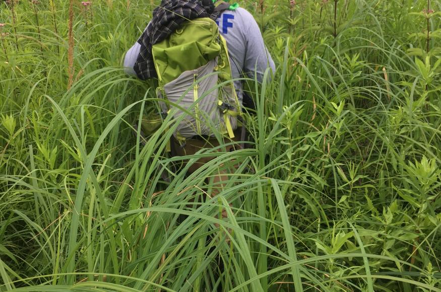 Monitoring fen vegetation