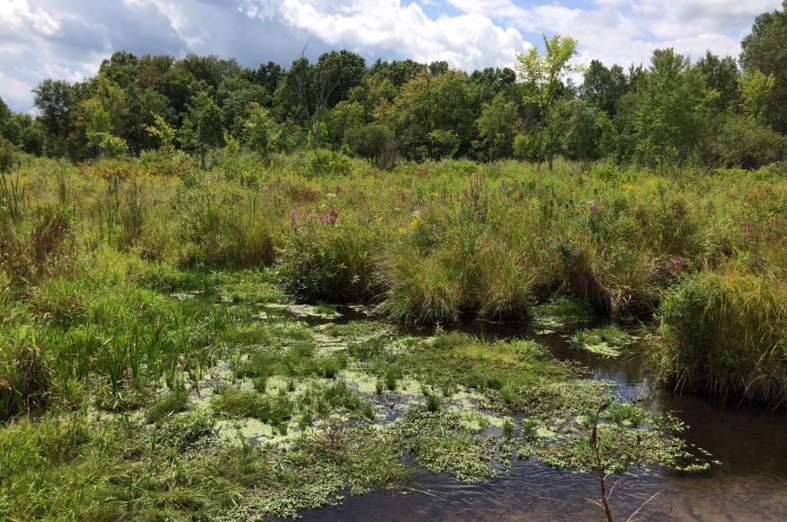 Open water fen