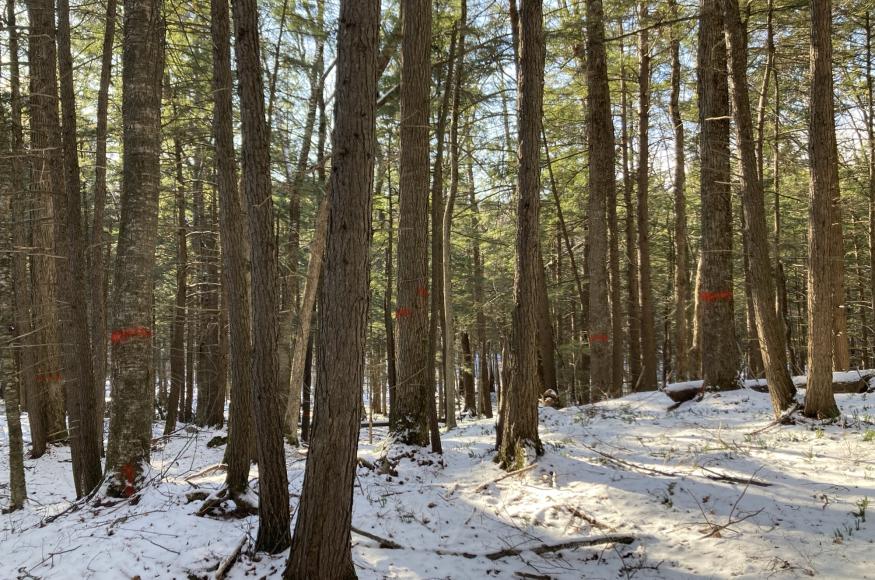 A hemlock hardwood forest