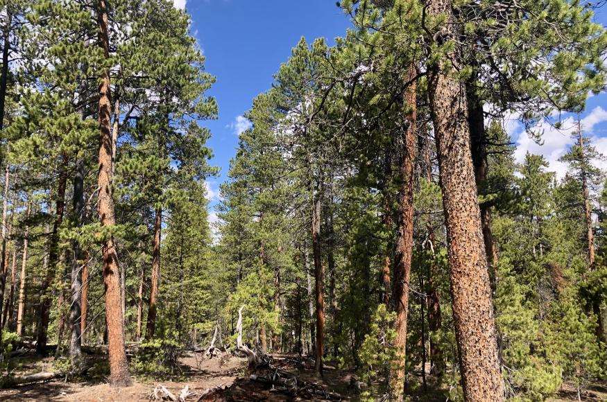 View in Taylor Park of ASCC project site. Photo Credit: Kirsten Martin, Colorado State University