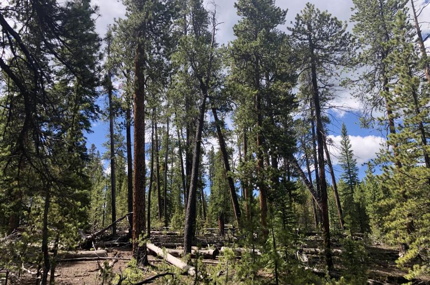Lodgepole pine dominated stand at Taylor Park. Photo Credit: Kirsten Martin, Colorado State University 